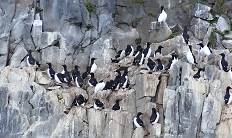 ... und Dickschnabellummen