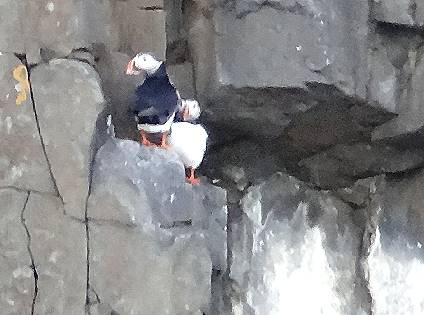 Papageientaucher ...