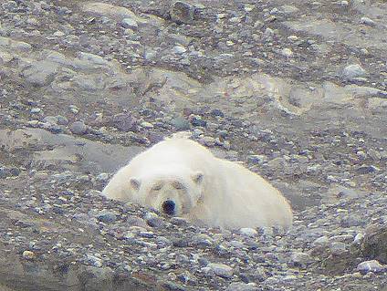 ... und beachtlicher Eisbr