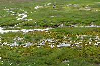 Landschaft mit Rentieren satt