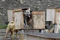 6x6-Antrieb auch in der Hundezucht ..?