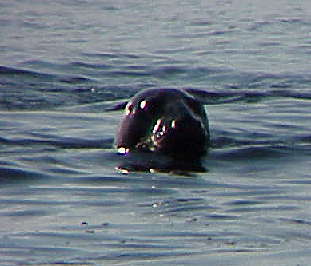 Robben in der Barentssee ...