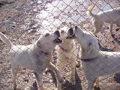 .. folgt auch eine Gesangseinlage ...