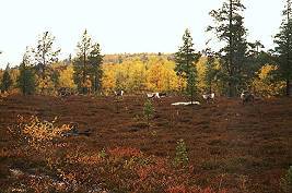Die ersten Rene traf ich beim Anstieg ...