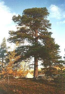 Mein Zelt ist 2,05 m hoch, ein Zwerg neben der mchtigen Kiefer ...