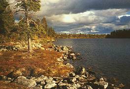 Am Ufer des Krattelsjn ...