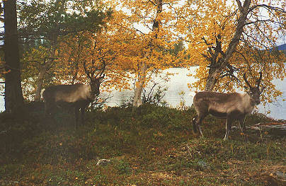 Rentiere: Vorsichtig um mein Lager herum und dann schnell weg ..!