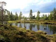Ein Labyrinth aus Moor und Wasser ...