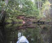 In jeder Biegung liegen Bume im Wasser ...