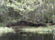 Wind und Wasser arbeiten an der Umgestaltung des Ufers ...