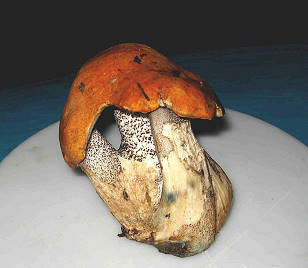 400 Gramm Birkenrhrling: Hoffentlich kein Tschernobyl Mutant ... ;-))