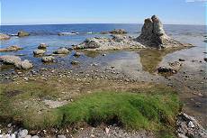 Wieder Raukar-Gruppen wohin das Auge reicht ...