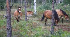 Halbwilde Ponys ... Halbwilde Ponys ...