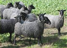 Auch die Gotlandsschafe sind aufgeschlossen ... Auch die Gotlandsschafe sind aufgeschlossen ...