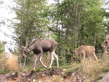 Die Familie wird vorgefhrt  ...