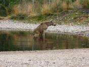 Auch ein Jungelch muss mal Pipi ...