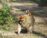 Berberaffenmutter unterwegs mit Kind ...