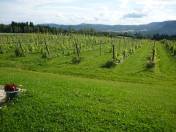 Sonnige Gegend: 1,5 Hektar Rebflche ...