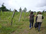 Sachkundige Fhrung durch den Weingarten ...