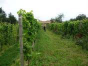 Solaris, Rondo, Regent ...