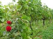 ... und Rosen am Rebstock nach franzsischer Tradition ...