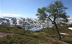 Bei 20C und Sonnenschein genieen wir den Blick auf das Fjell ...