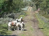 Heidal Almpiste: Sind Schafe hier die einzigen Lebewesen ..? ;-))