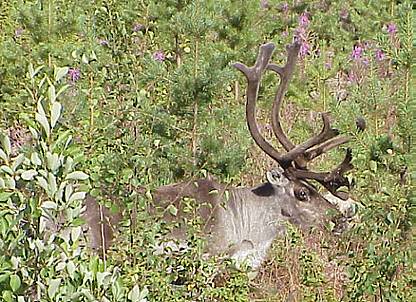 Ein Auge kann man ja mal riskieren ...