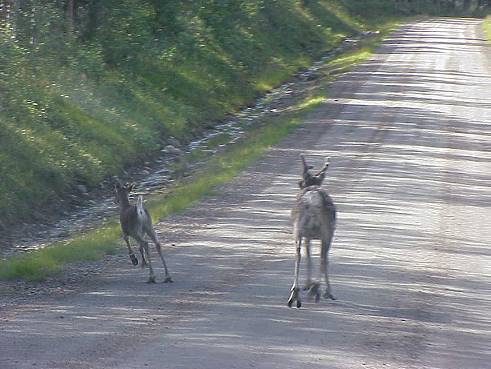 Ren(n)tiere geleiten das Redaktionsfahrzeug ...