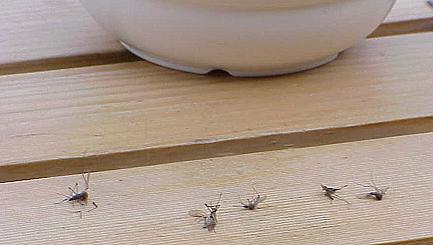 ... etliche unserer nachgereisten Freunde werden auch heute erlegt ...