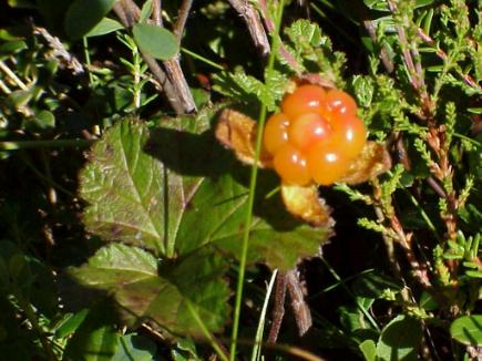 ... mit Multebeeren ...