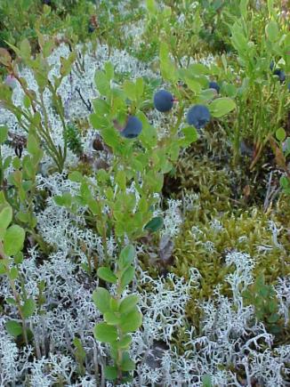 ... und Blaubeeren...