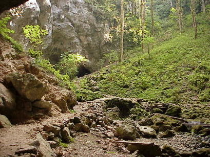 ... Urwald-Feeling ...