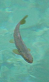 ... bis man Aug in Aug mit der Forelle steht ...