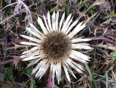 ... Naturschnheiten auch am Rande des Wegs ...