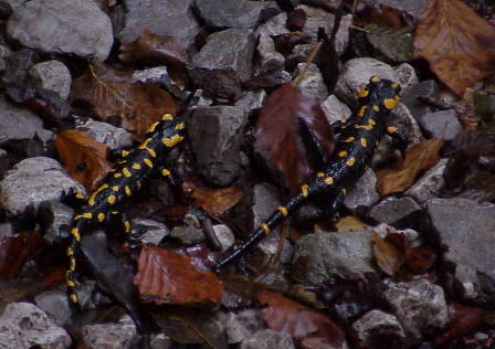 Wieviele der Burschen begegnen uns heute?