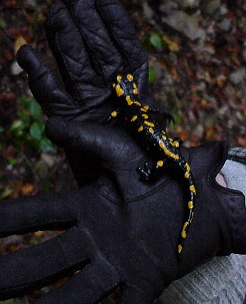 ... und wieviele setzen wir neben den Weg??