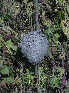 Ungestrt am Wegesrand haben die Wespen einen riesigen Bau erstellt