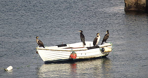 Vogelfrei unterwegs ..?!