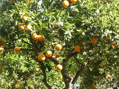 ... nicht nur Wein, sondern auch Orangen gedeihen hier ...
