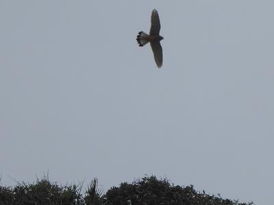 Turmfalke: gut getarnt ...