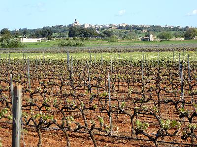 ... Blick ins Land - Rebsorten in Reihe ...