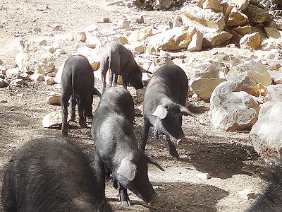 Glckliche Schweine auf biodynamischem Weingut ...