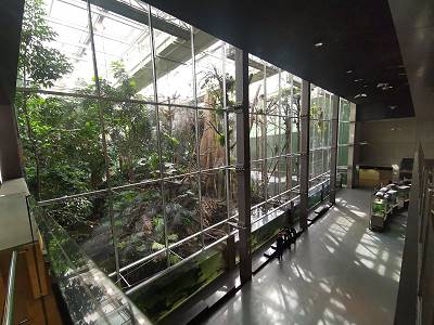 ... der Amazonas mit wilden Fischen ...