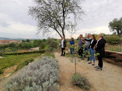 Blick ber das Weingut Gramona ...