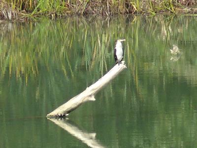 Kormoran und Geier ...