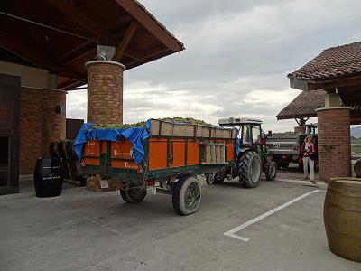 Traubenlieferung ... Traubenlieferung ...