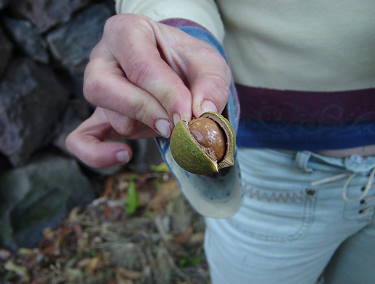 Kstlich, aber hart zu knacken - die Macadamia-Nuss ...