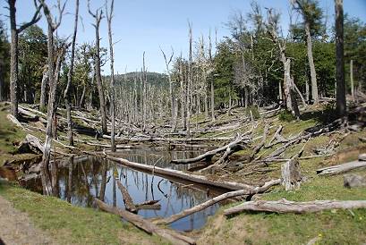 Waldschden auf Feuerland ...