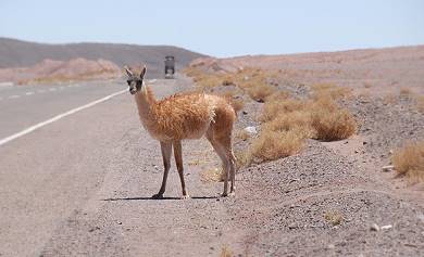 Vicuna ...